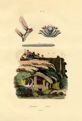 Mérou, 1833-39